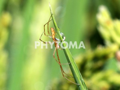 Tetragnatha